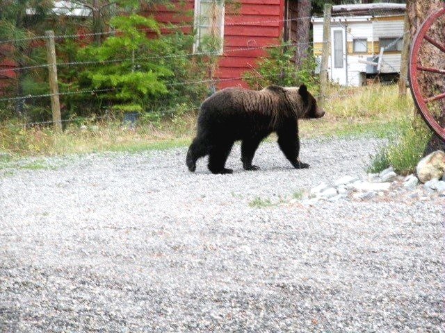  Grizzly bear walking through a residential area. 