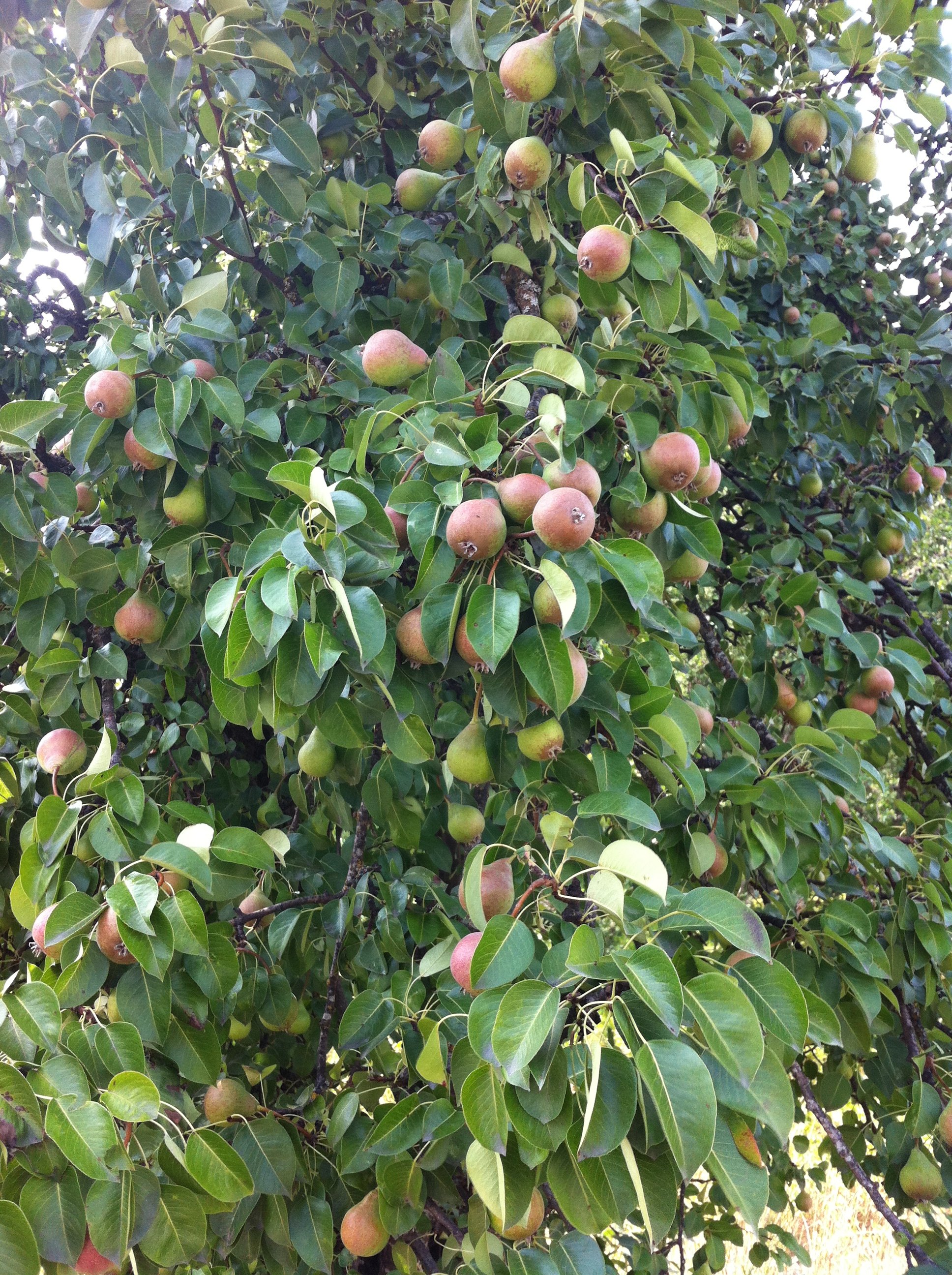  Every community had an excess of fruit trees with unpicked fruit.  Fruit is a major bear attractant that can be managed for in many ways. 