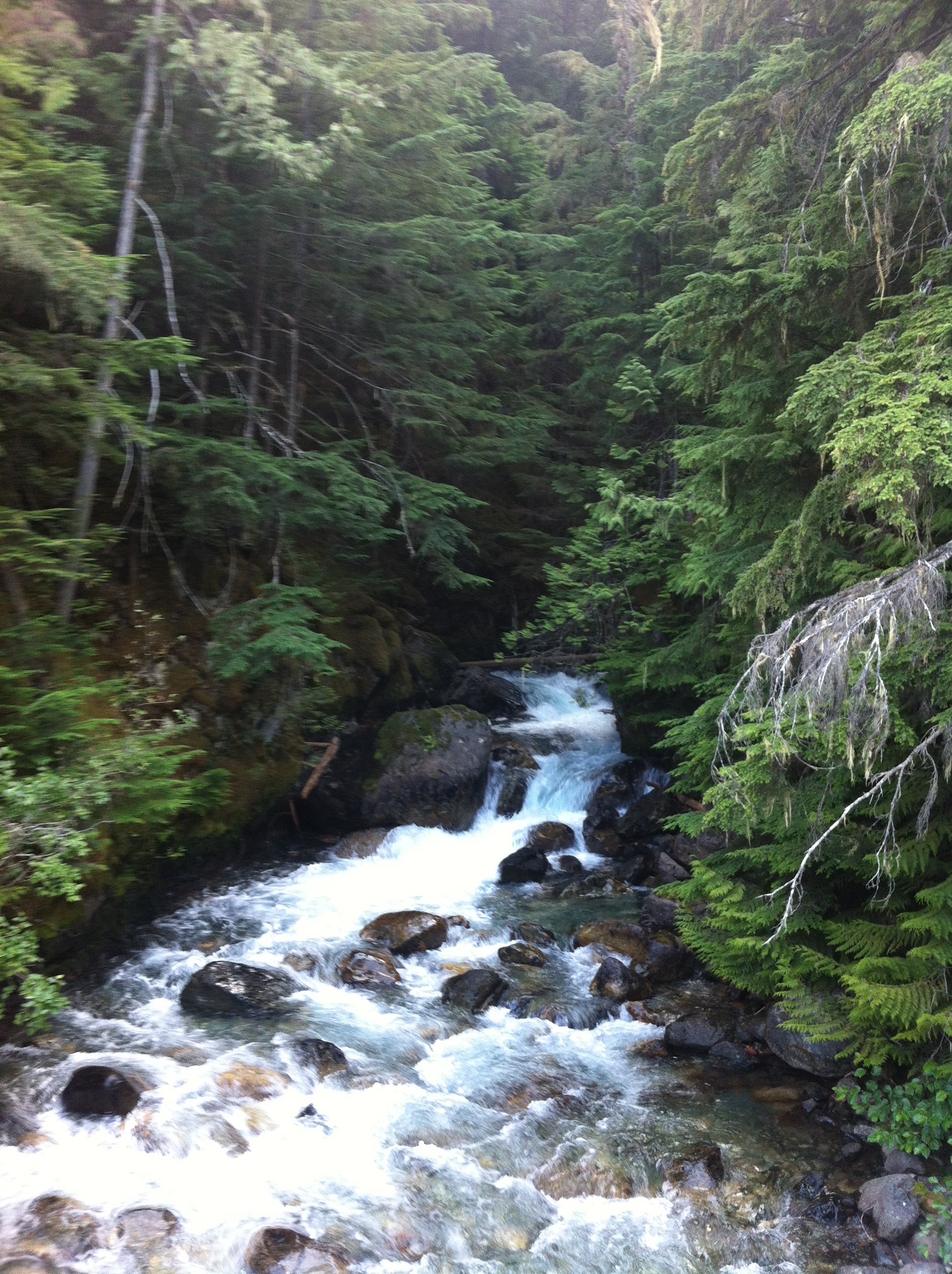  Clean air, water, and a robust landscape is part of a healthy ecosystem where grizzly bears and humans can thrive. 