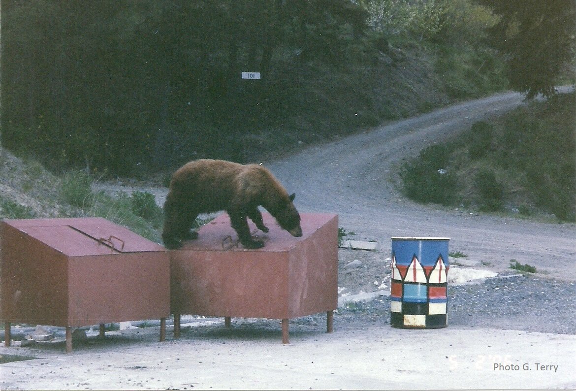  A bear on top of a garbage bin located at a school, illustrating the need for bear-resistant garbage containment. 