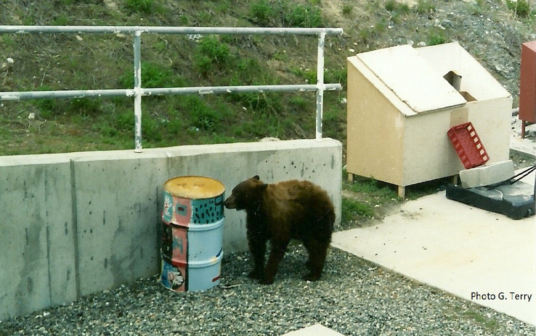  A bear investigating a scent.  Bears have a strong sense of smell they can follow into communities. 