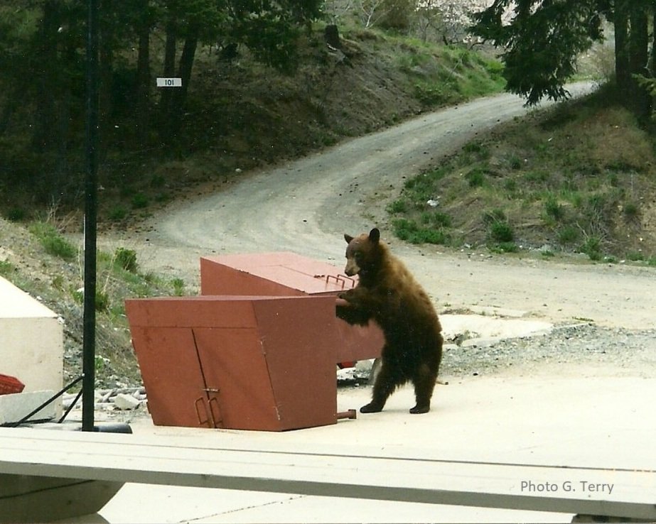 A bear trying to access a turned over garbage bin 