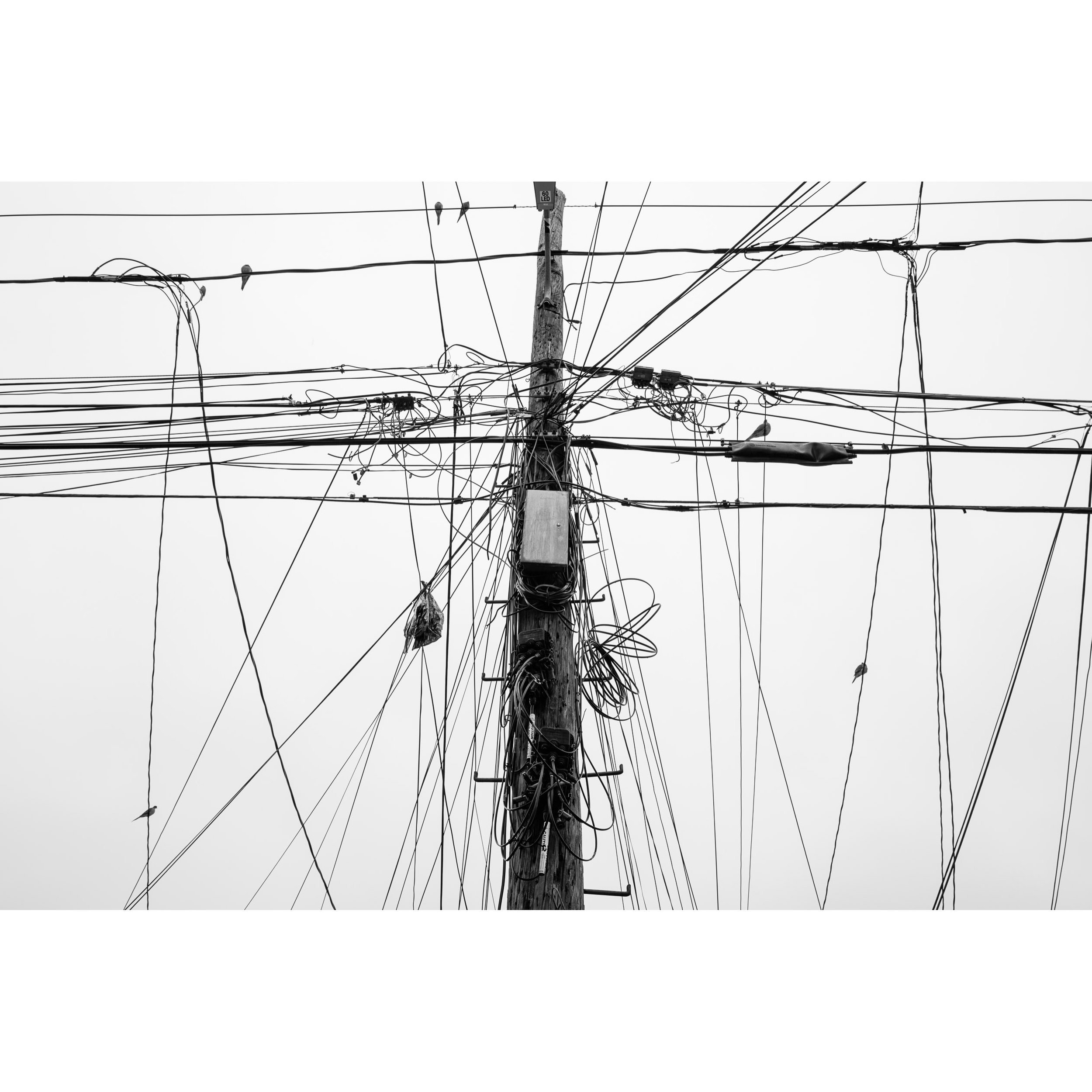 BIRD & WIRE-01.jpg