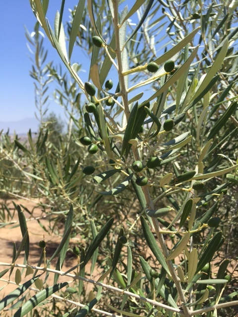 Olives May 2016.jpg