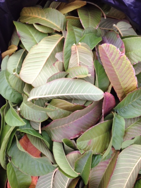 fresh guava leaves.jpeg