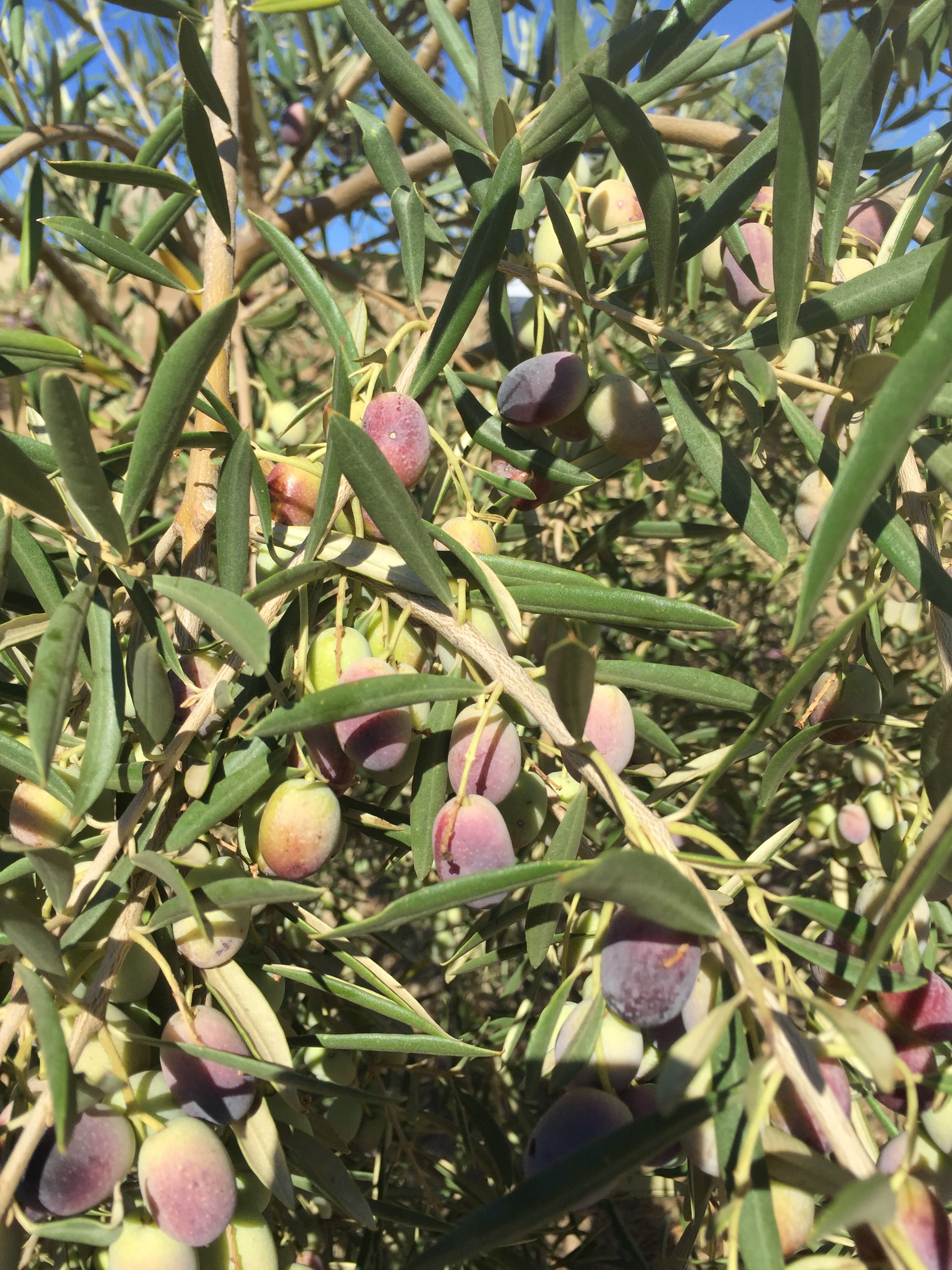Olives ready to be harvested at our 9/10/16 harvest!