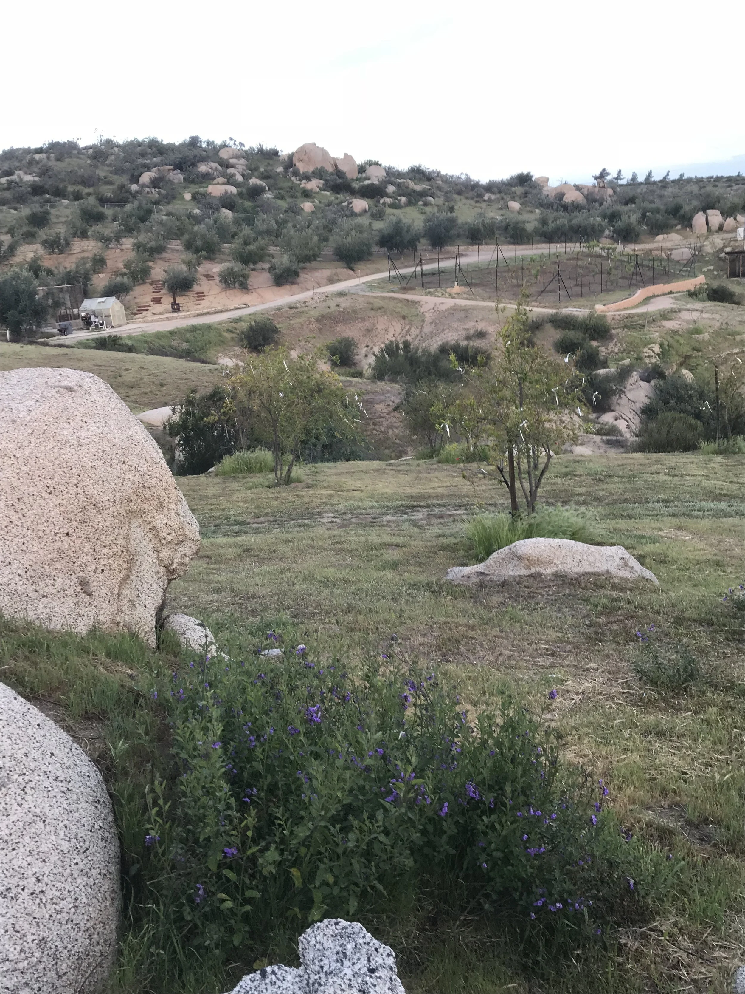 Looking out over the olive orchards!