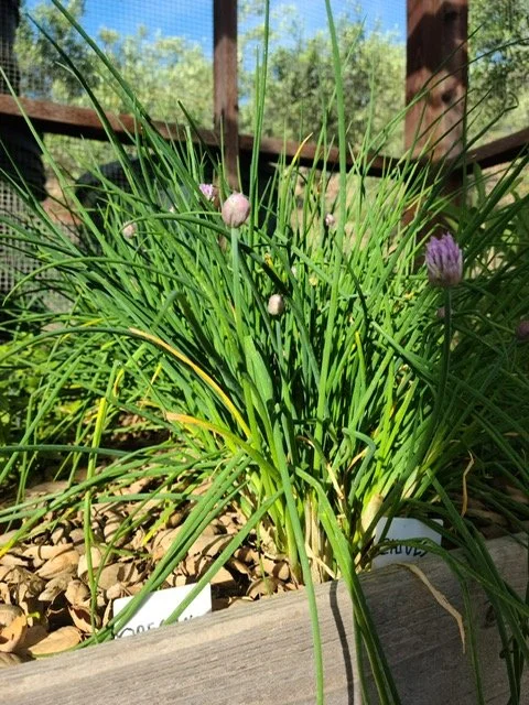 chives.JPG