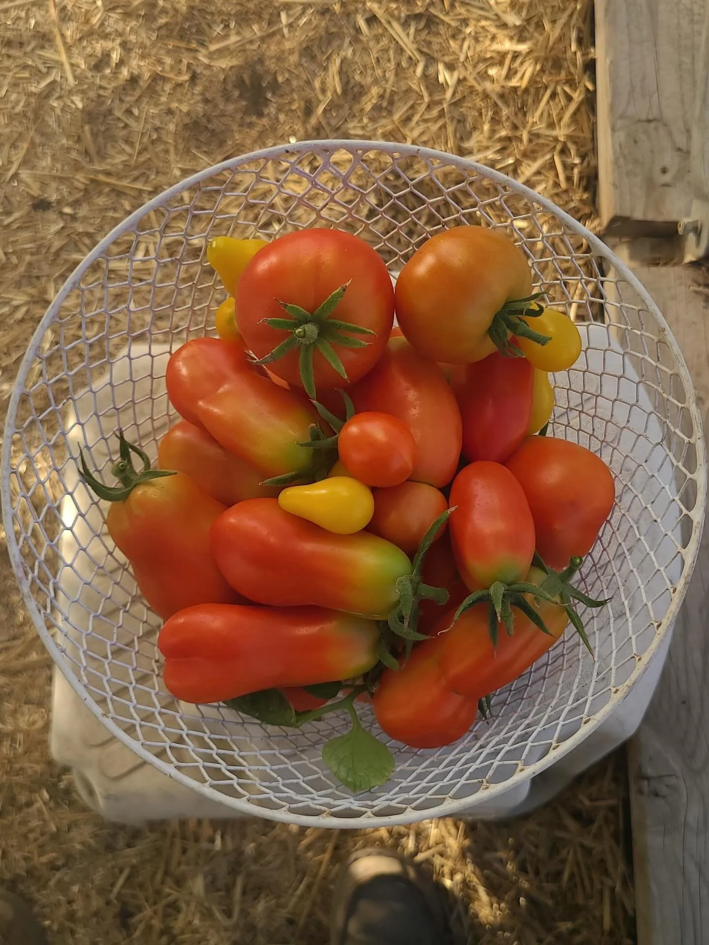 We had a good sized tomato harvest this morning!  Hoping to have tomatoes regularly for a bit, our tomato season was a bit slow going this year but it is here now!

Place an order on our website for free local delivery ($25+ orders) or pick-up (no mi