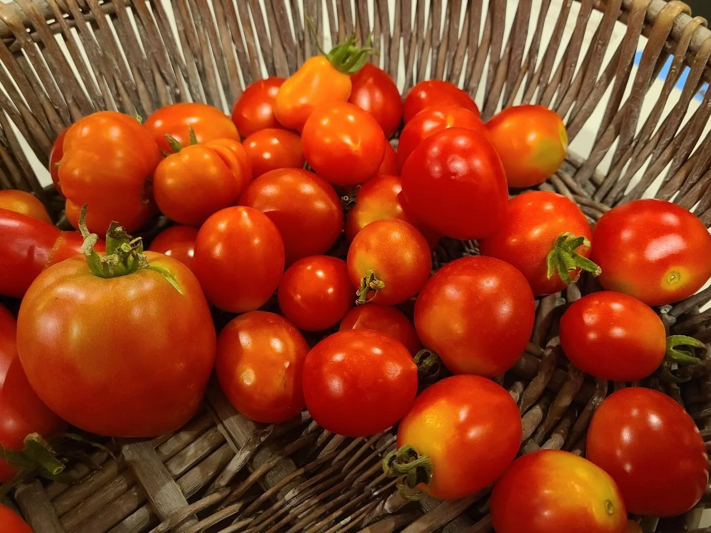 Harvesting gorgeous tomatoes daily! Nothing like tomatoes fresh off the vine!

Available for sale at our online store.

Link in bio!