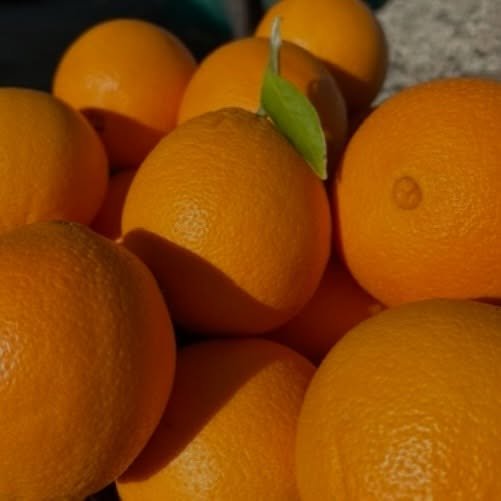 We have our first fresh produce crop of 2026 available for sale which is our sweet and juicy oranges available on our website for purchase. Link in bio!

Once purchase is made, schedule a pick up with us or we will deliver to free $25 min purchase to