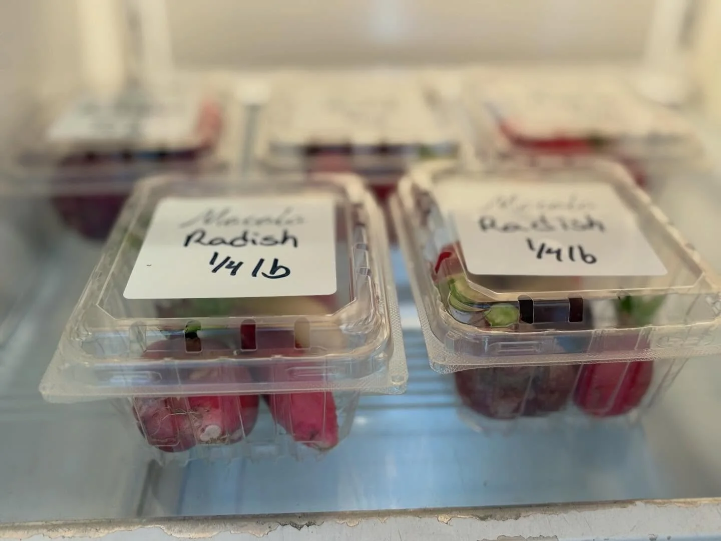 We have some radishes for sale! Direct message us if interested!