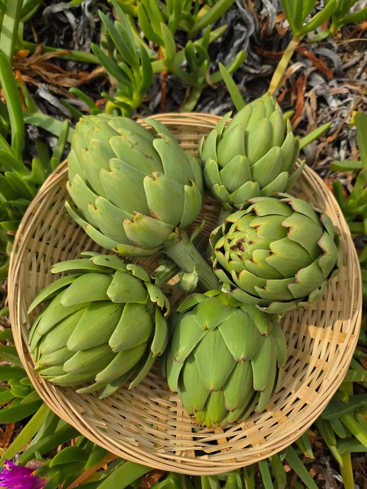 Artichoke season is here! 

Link in bio to purchase!

We offer FREE delivery for a $25 minimum order in Riverside, San Bernardino and North Orange County. We can also provide FREE delivery to South Orange County, Los Angeles and San Diego Counties fo