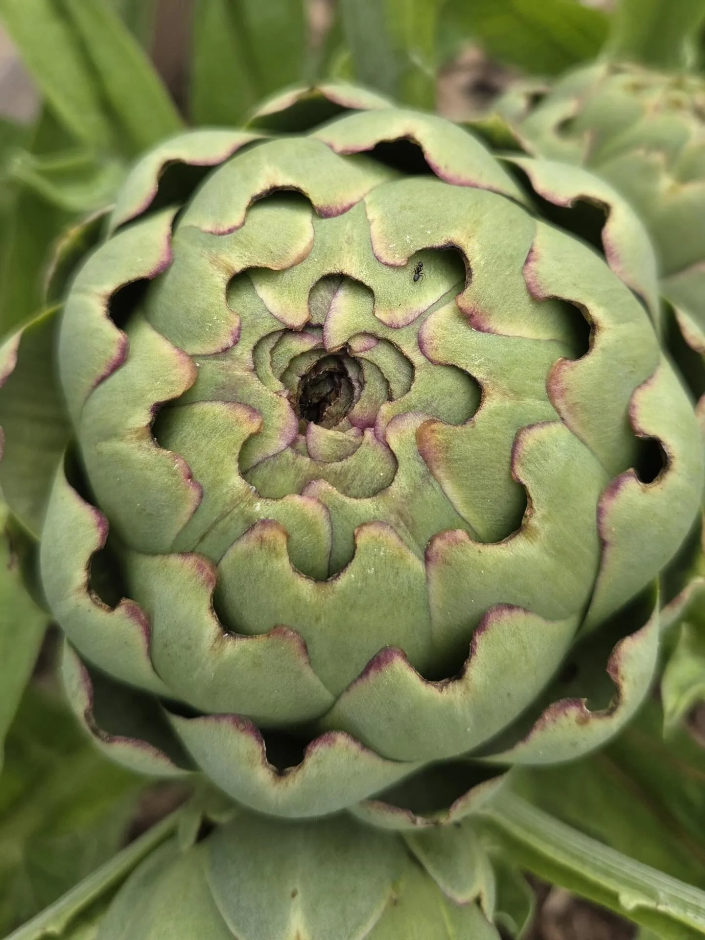 Beautiful artichokes harvested this week and available on Saturday 4/11 at the Hemet Culture Fair or online for purchase.