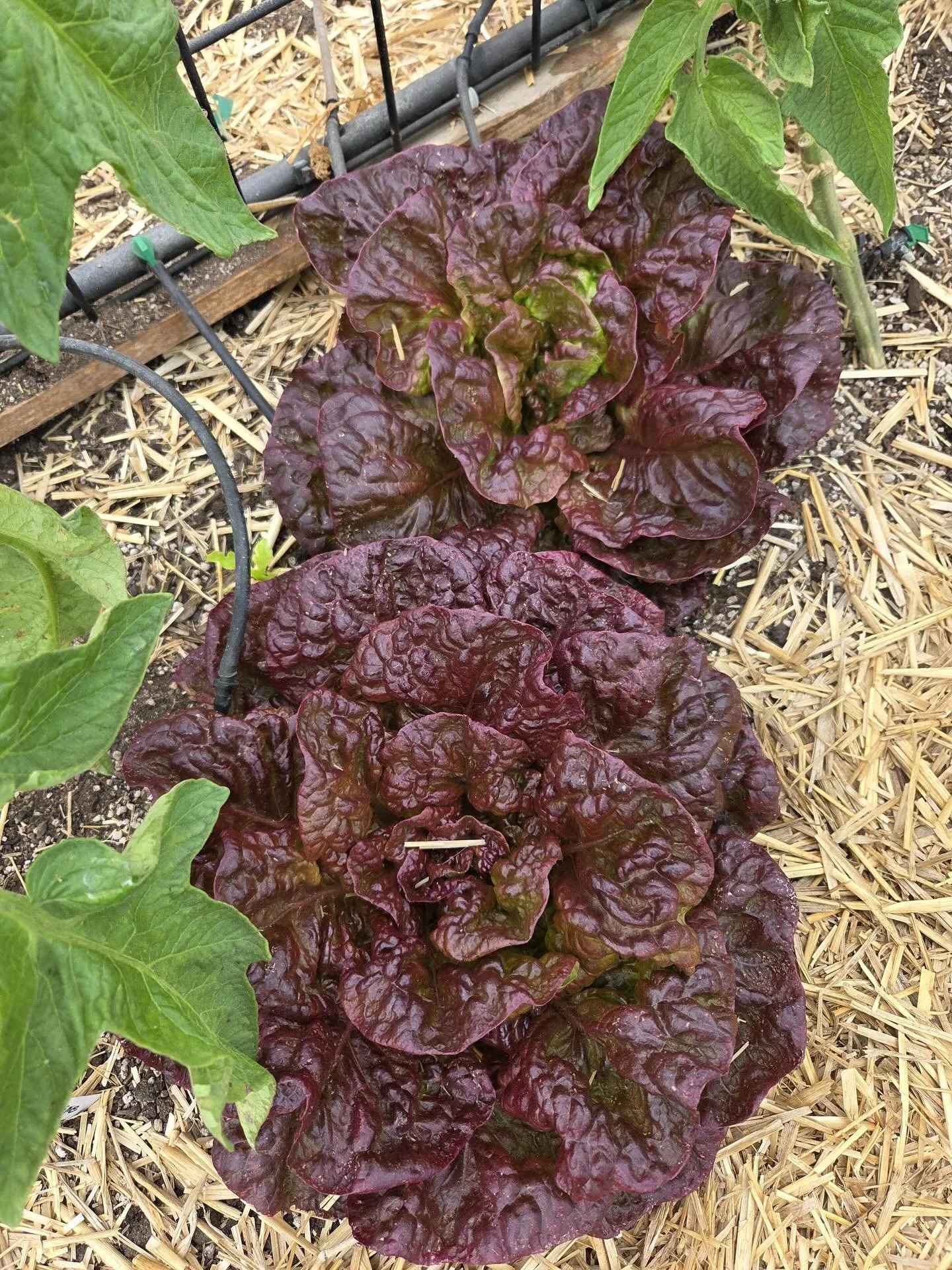 Tomorrow from 10 am to 2 pm we are holding our quarterly orchard market and we will have fresh produce (freshly harvested) available in addition to our regular products!

-Mixed Greens
-Swiss Chard
-Kale
-Green Onion
-Artichokes
-Radishes

40785 Benj