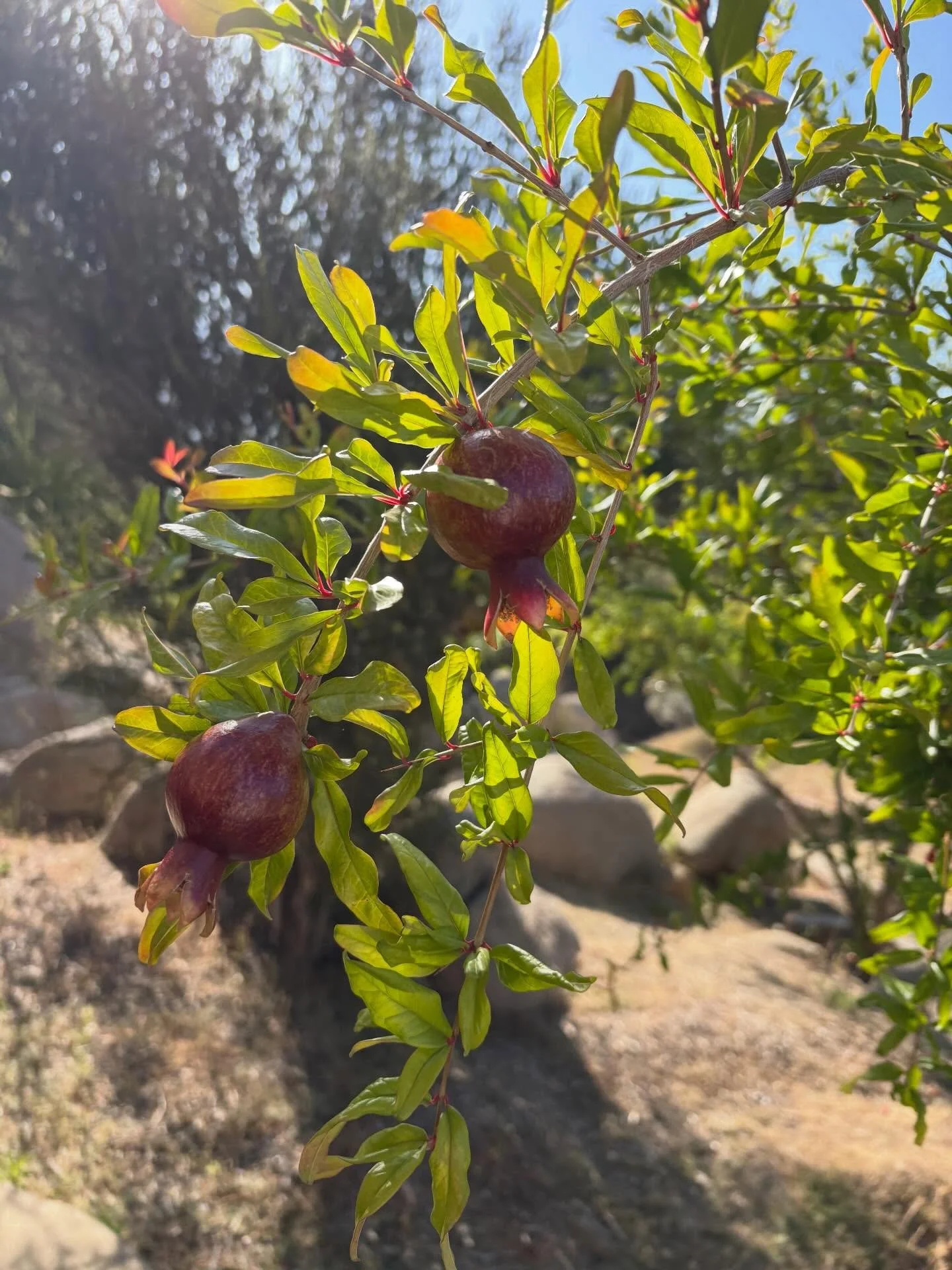 Happy Wednesday! Look at how nicely our pomegranates are coming along! Looking like we will have a great pomegranate season come fall!