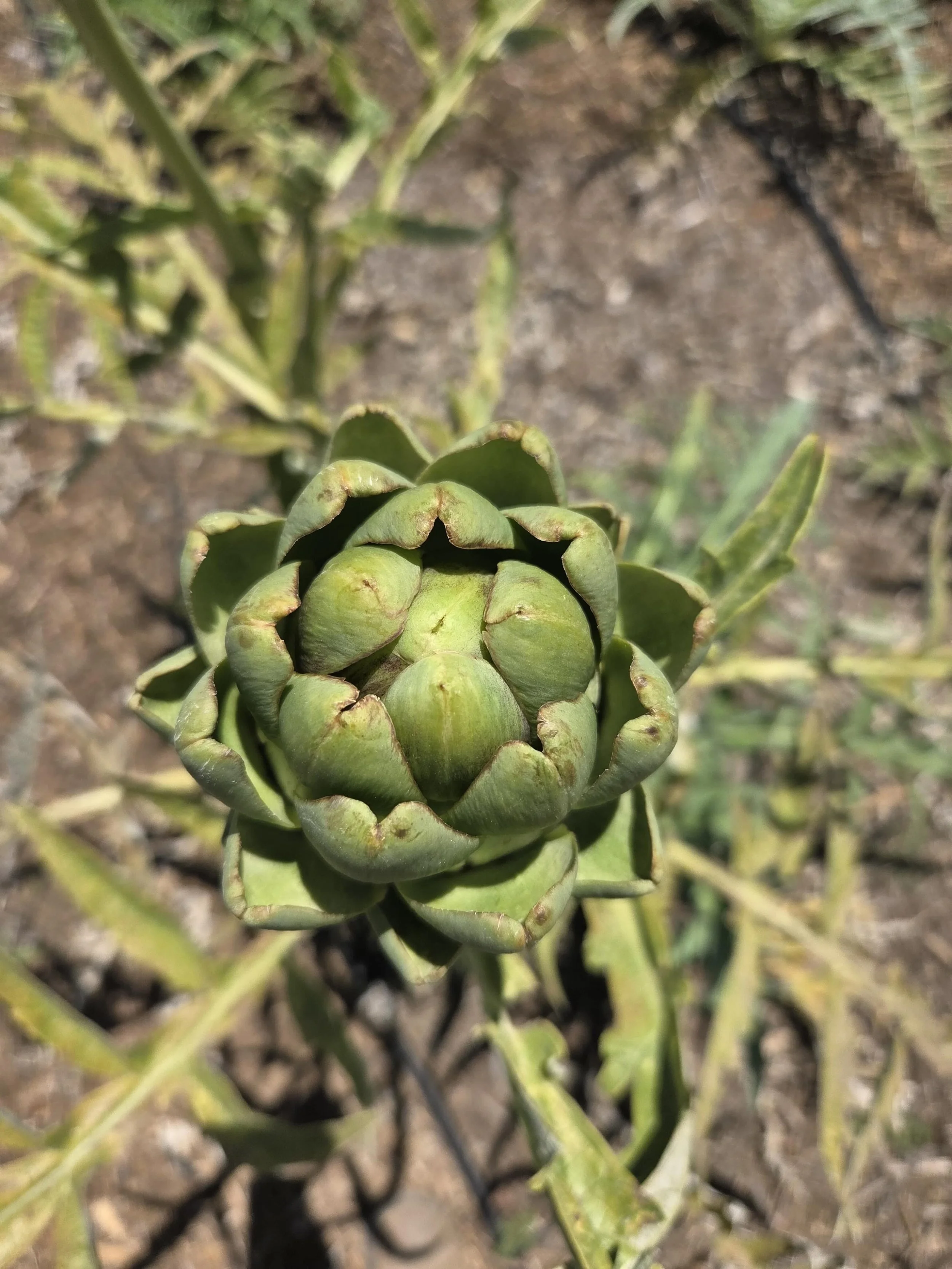 We have artichokes on our website available for sale once again! Freshly harvested today!