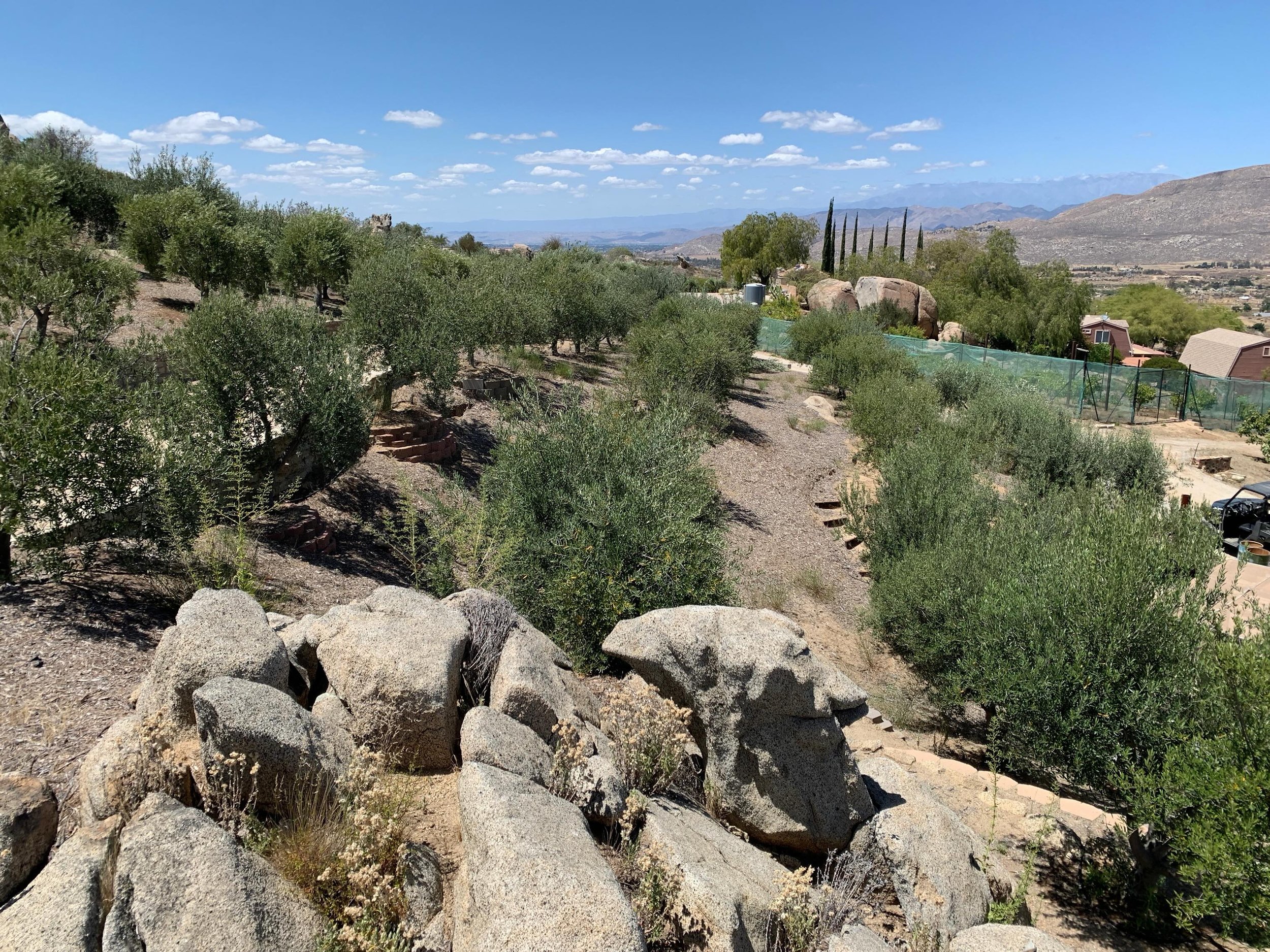 Our beautiful olive orchards!