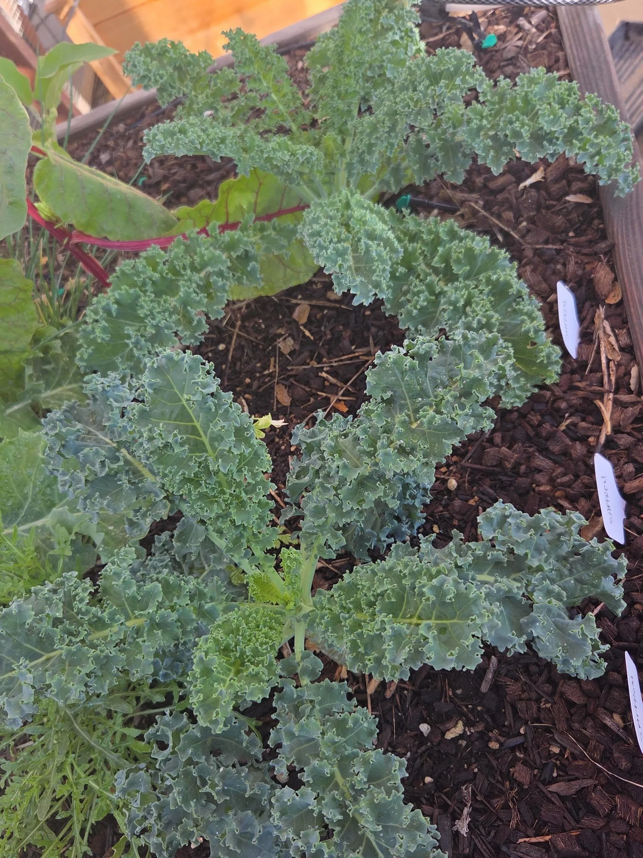 Kale and tomatoes are now available for sale on our website! Local pick-up and delivery available ($25 minimum for delivery). Direct message us with questions.

#CaGrown #FamilyFarm #LocalProduce