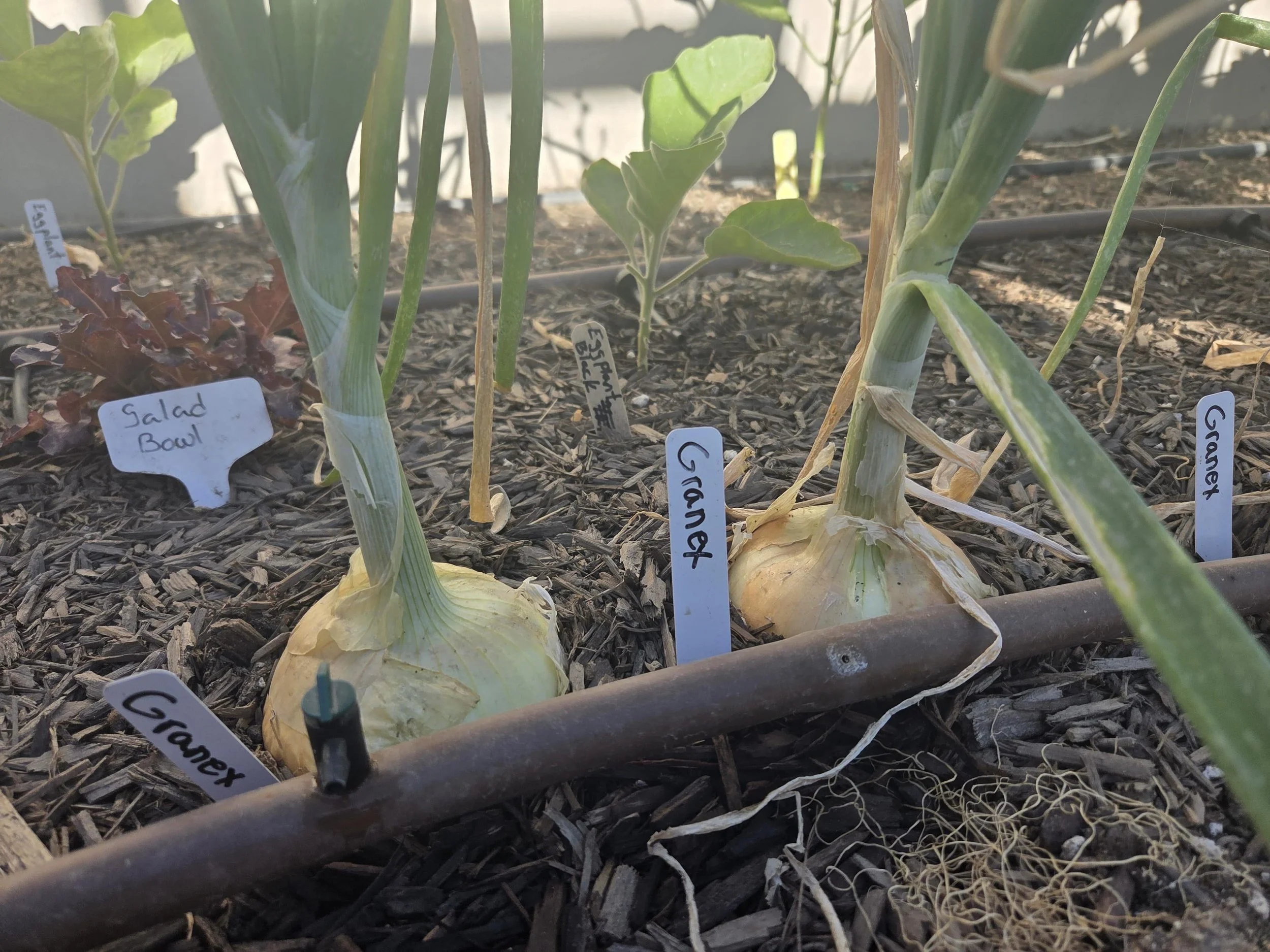 Interest indicator! We have yellow and white onions growing and ready for harvest. Please direct message us if you would be interested in buying some for $1 each.

We currently have green onions available for sale online as well. We can add our yello