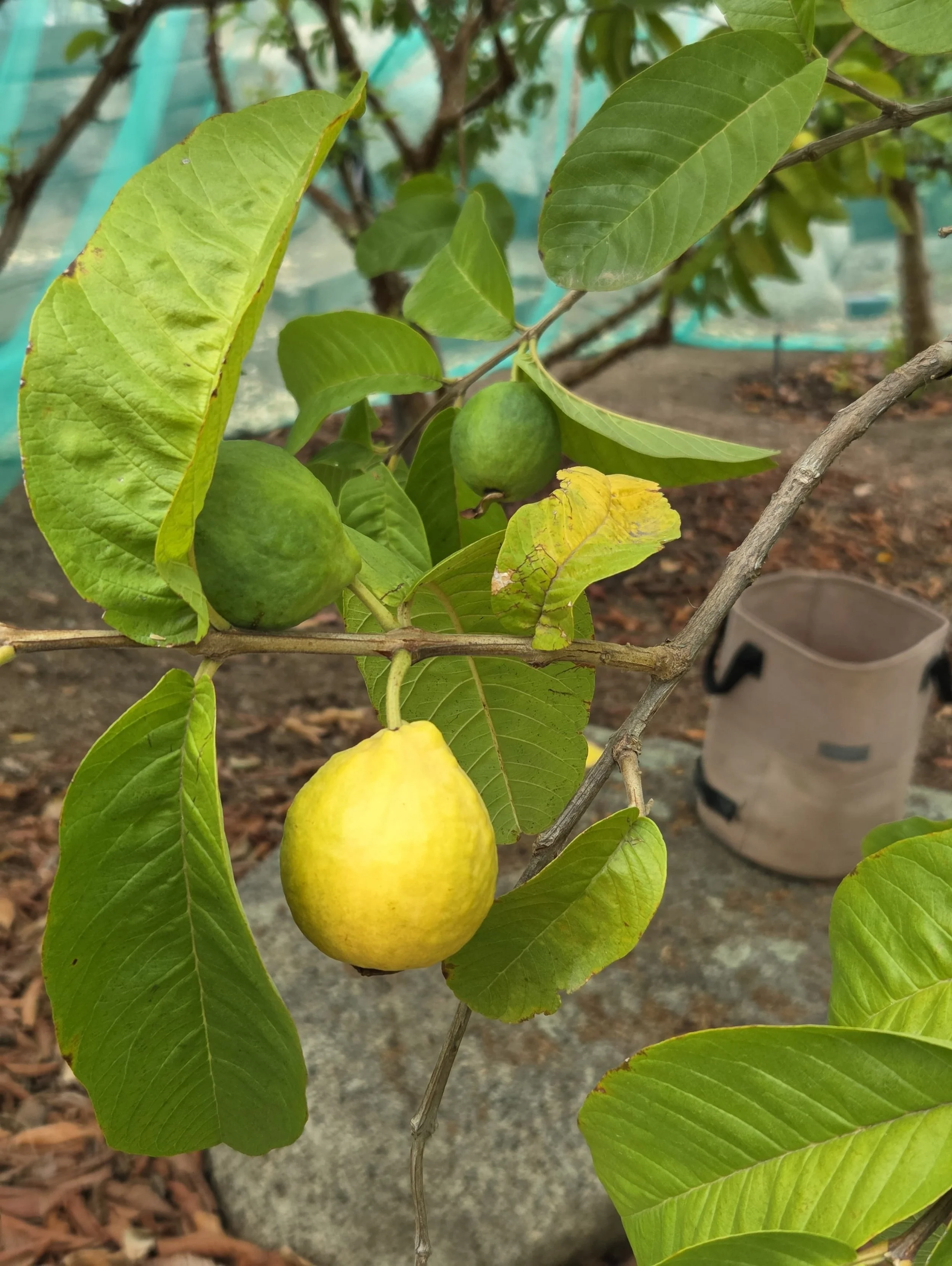 Our homegrown guavas do extremely well and make delicious guava jam! Currently on sale through the end of September for $5 per jar (regular $8).

Link in bio to purchase.
