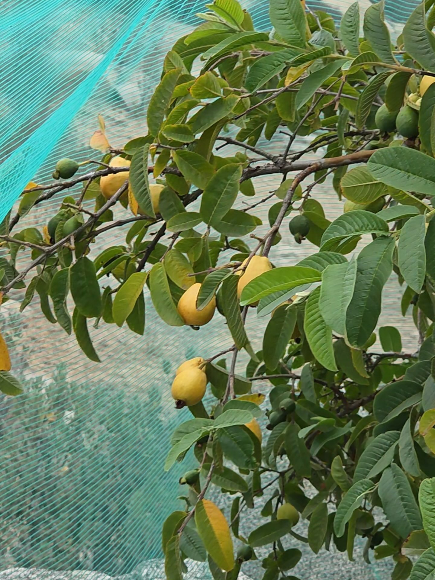 FRESHLY harvested Hawaiian Guavas are now for sale! Harvested fresh upon order, the guavas will last for 1-2 weeks in the refrigerator if stored in plastic or paper bags.  We are selling the guavas for $4 per pound. Guavas thrive in our climate and t