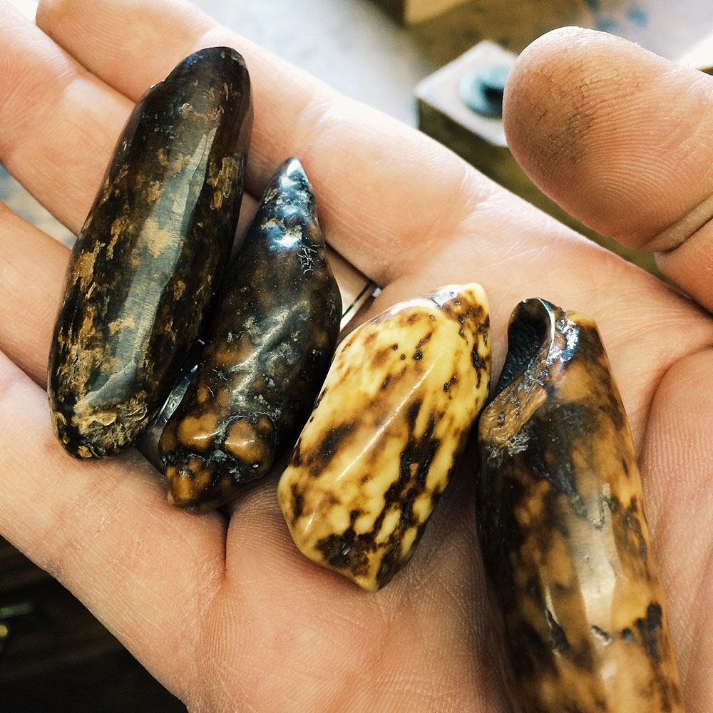 Fossilized walrus teeth