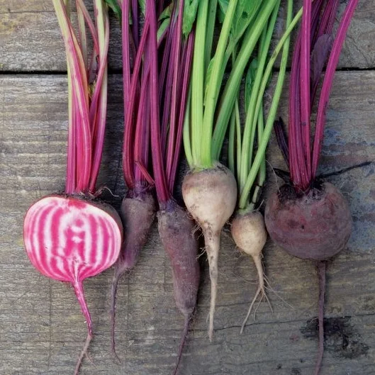 Chioggia beet-.jpg