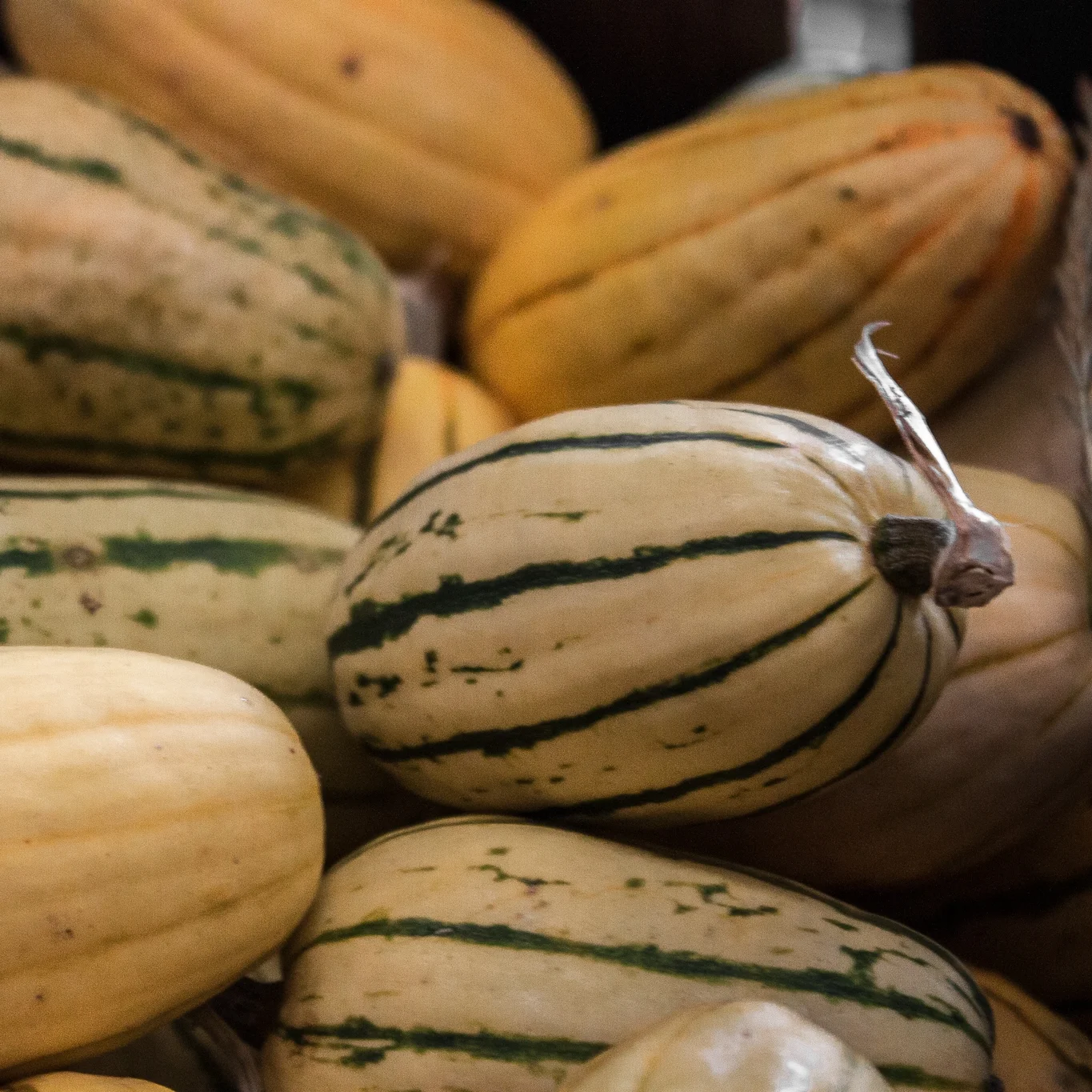 Delicata Squash