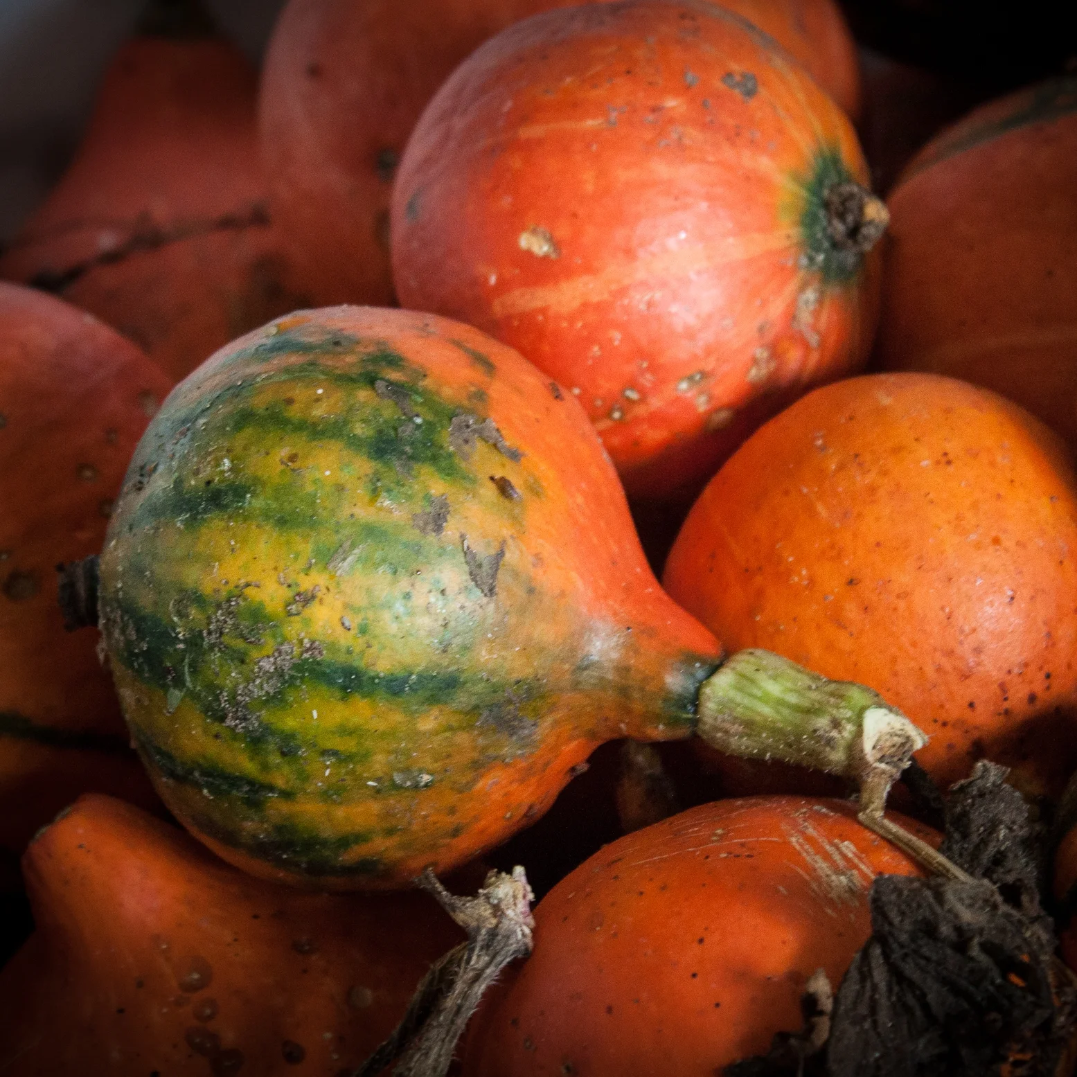 Red Kuri Squash