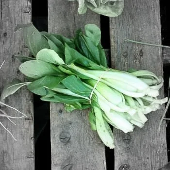 Bok Choi highlighted.jpg