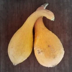 Crookneck Squash