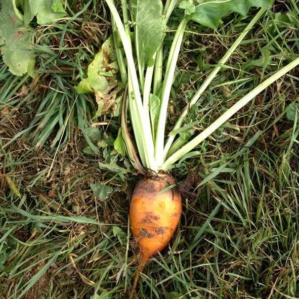 Touchstone Gold Beet Golden beets are a brilliant yellow-orange color inside and out. They're milder in flavor than red beets, but just as packed with nutrients. Golden beets are great shredded in this raw beet salad or roasted with olive oil and salt until tender.