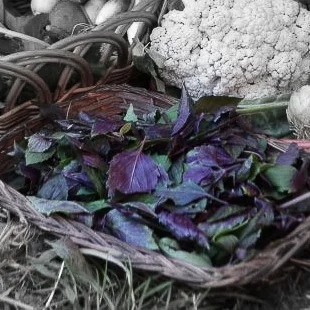 Purple basil highlighted.jpg