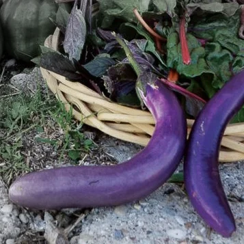 Pingtung long eggplant highlighted.jpg