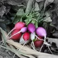 Easter egg radishes highlighted.jpg