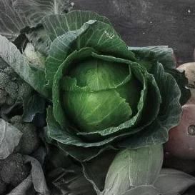 Green cabbage highlighted.jpg