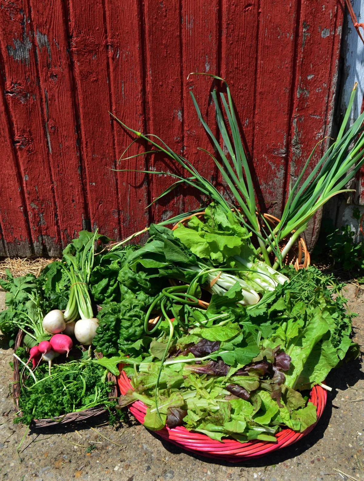 Week 1: radishes, turnips, spinach, garlic scapes, bok choy, Chinese cabbage, leeks, oregano, speckled romaine, mizuna greens, lettuce mix, and wavy cress.