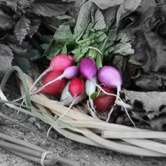 Easter egg radishes highlighted.jpg