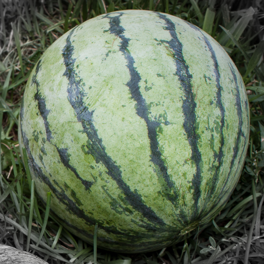 Melon highlighted-2.jpg
