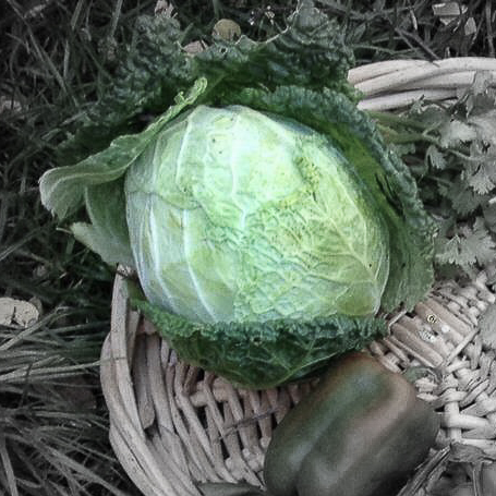 Savoyed cabbage highlighted.jpg