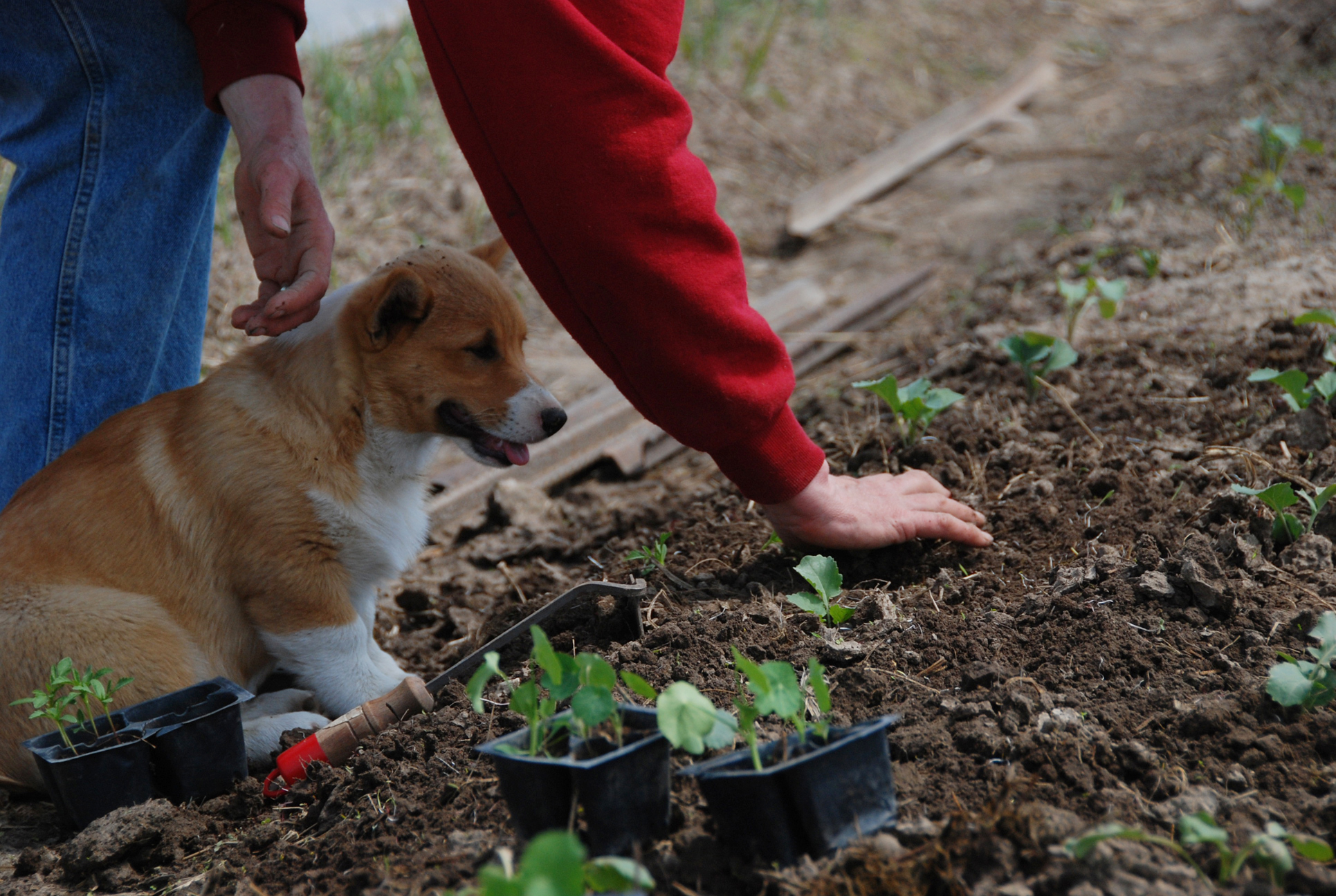 Planting and dog 3.jpg