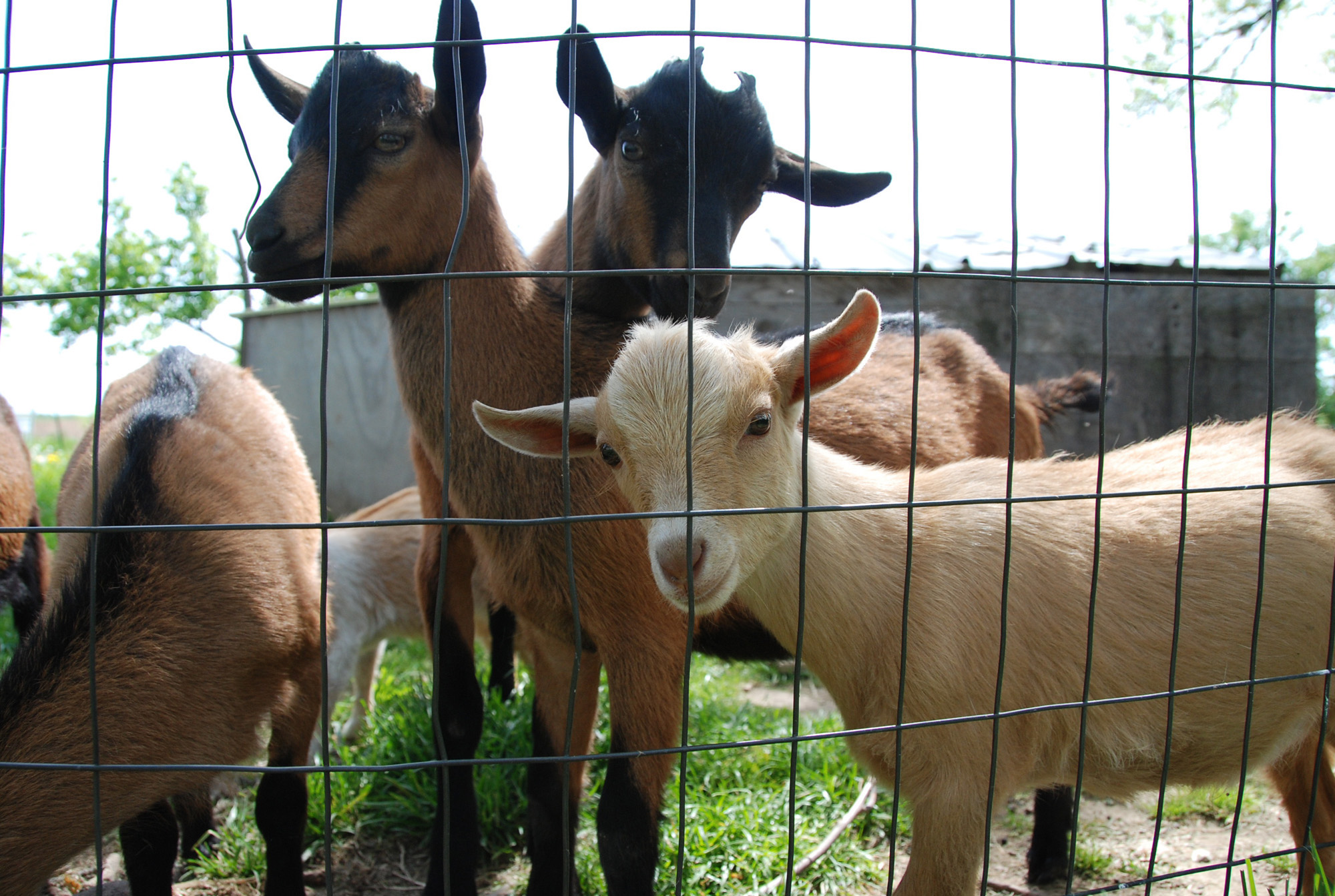 SH cute goats 3.jpg