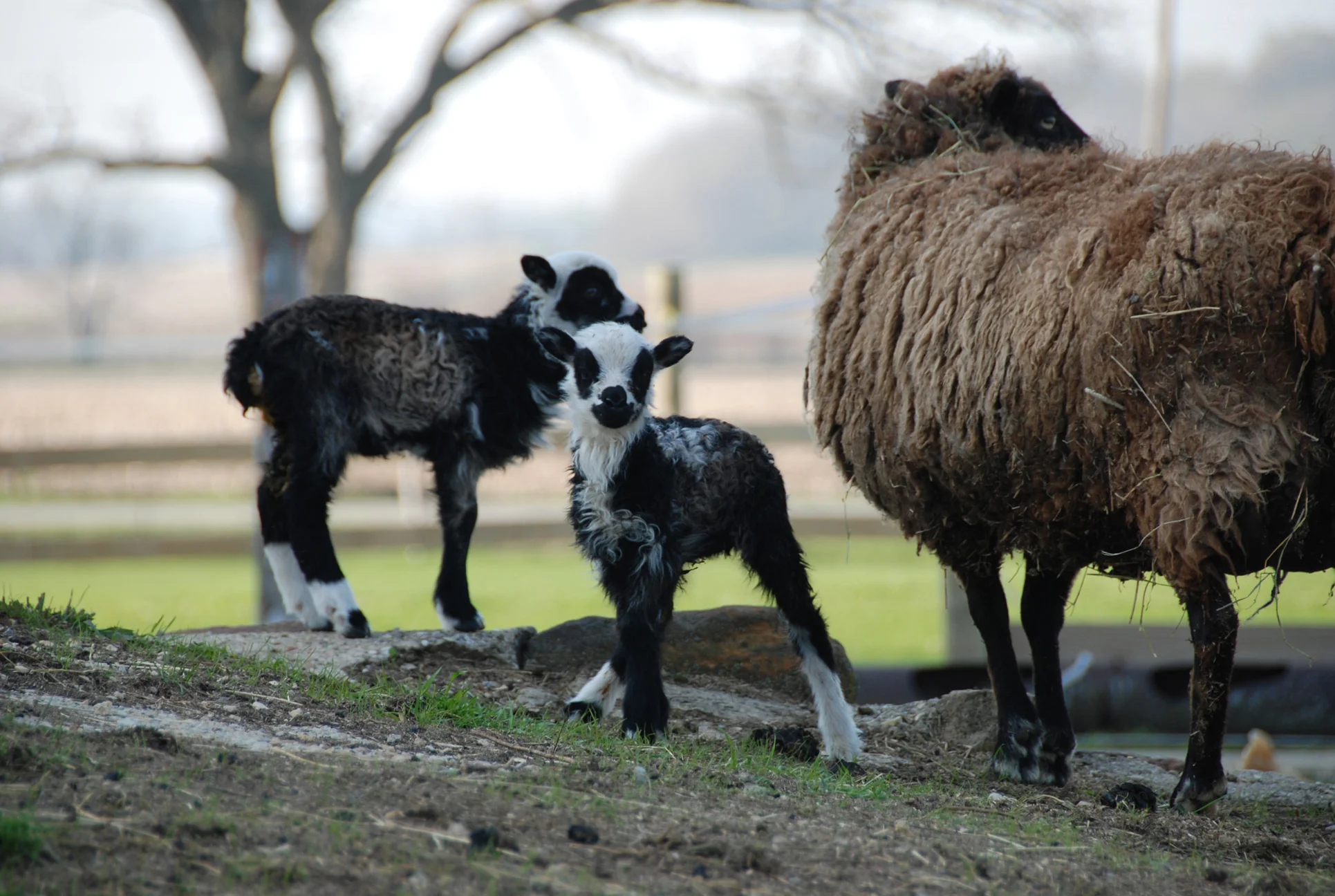 Twin sheep babies 1.jpg