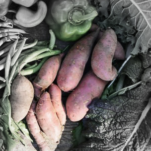 Beauuregard sweet potato highlighted.jpg