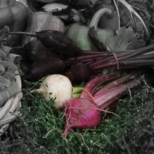 Red Round Turnip Highlighted.jpg