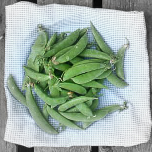 Snow peas highlighted.jpg
