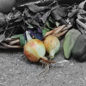 Yellow Onions Highlighted.jpg