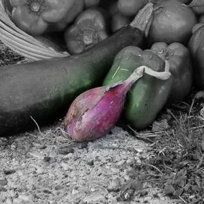 Ross lunga di tropea onion highlighted.jpg