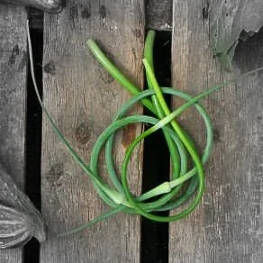 Garlic Scapes Highlighted 2.jpg